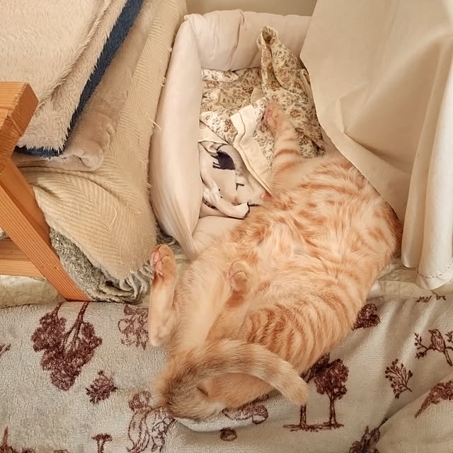 mayutan.さんの実例写真