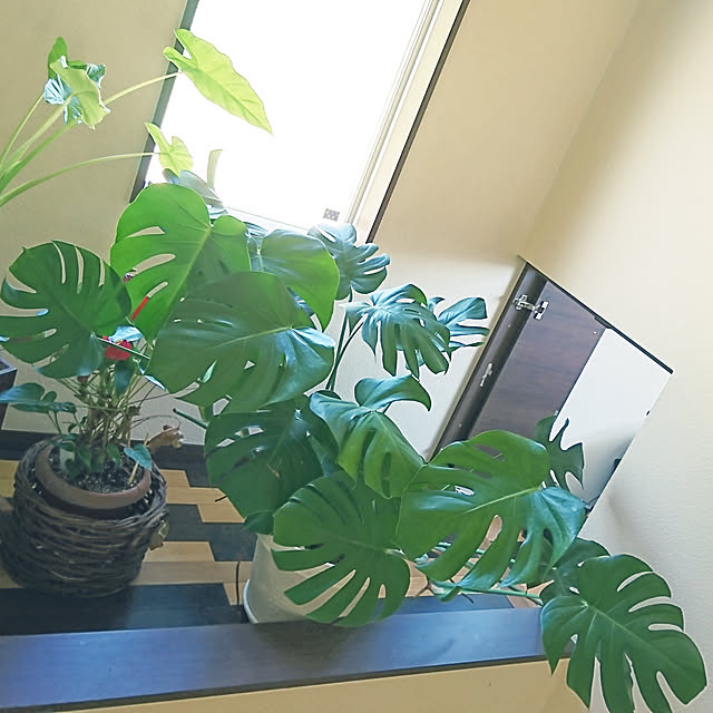 tkさんの実例写真