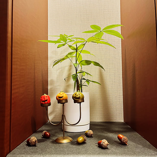 玄関/入り口/ハロウィン/観葉植物のインテリア実例 - 2023-09-13 06:48:43