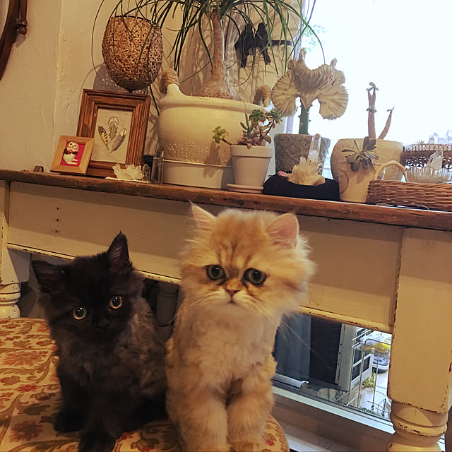 enonさんの実例写真