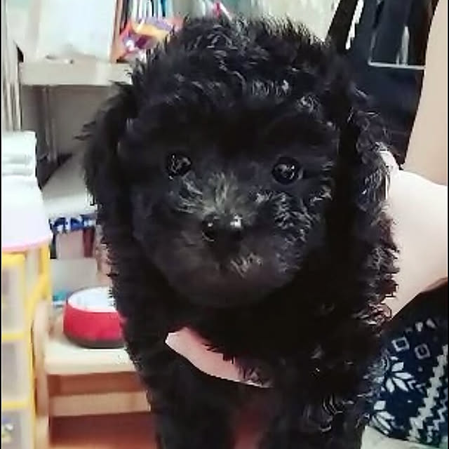 miyaviさんの実例写真