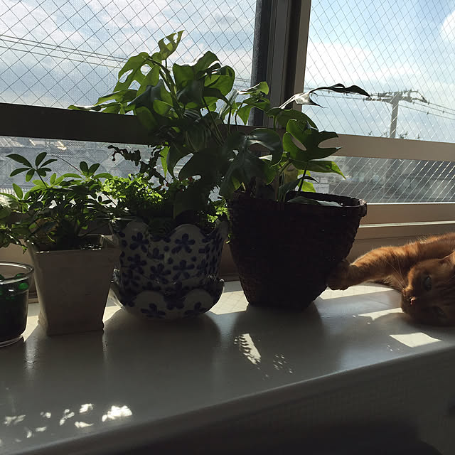 sleptcatさんの実例写真