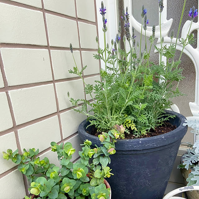 rookuさんの実例写真