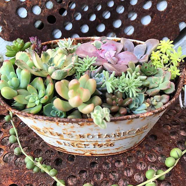 **yuu**さんの実例写真