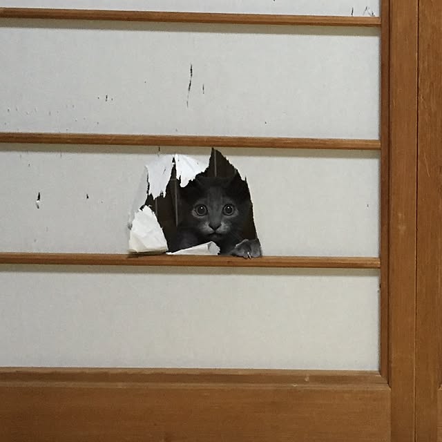 KAZさんの実例写真