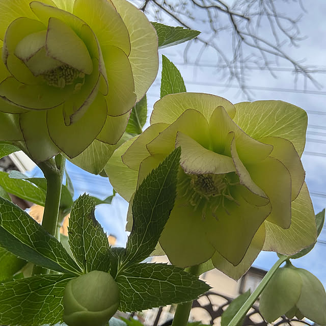 mamizaさんの部屋