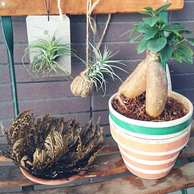earthgreenさんの実例写真