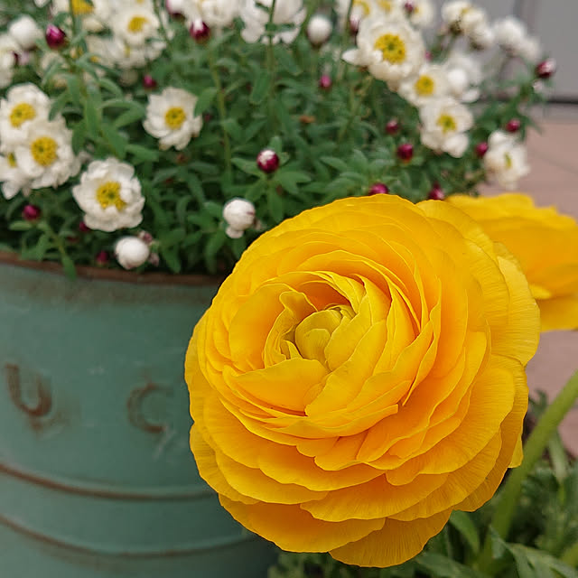 yellowflowerさんの実例写真
