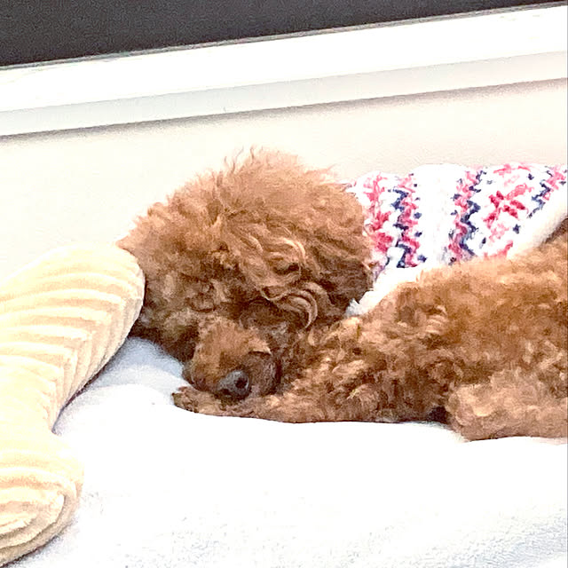 MOMOMAMAさんの実例写真