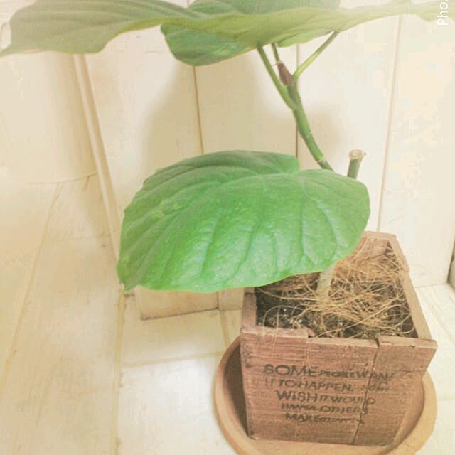 chiさんの実例写真