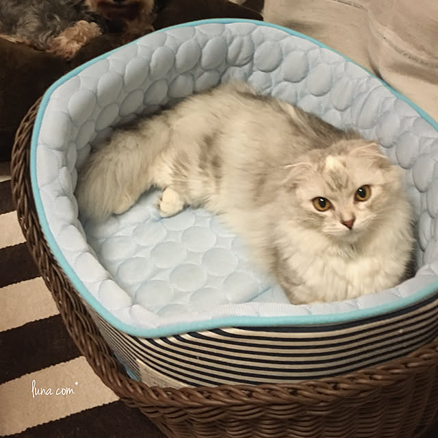 luna.comさんの実例写真