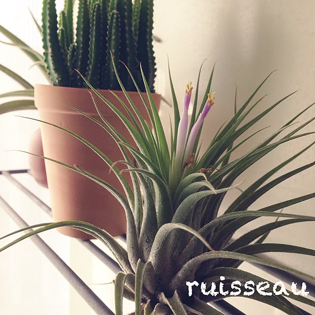 ruisseauさんの実例写真