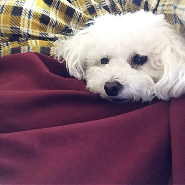 kakoさんの実例写真