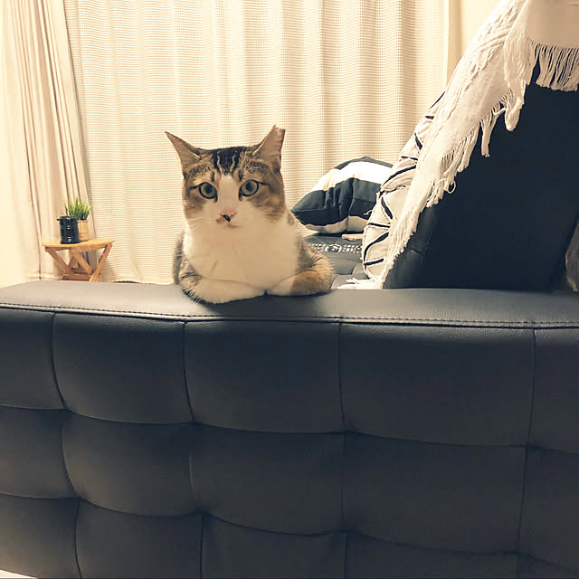nekomiさんの実例写真
