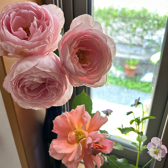 portulacaさんの部屋