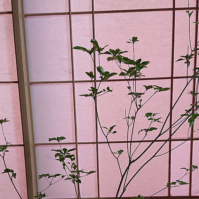 kakkaさんの実例写真