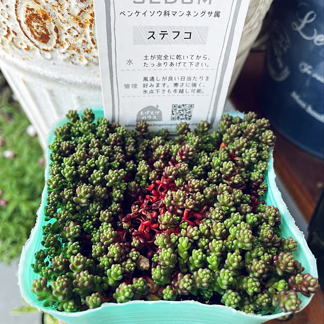 utanさんの実例写真
