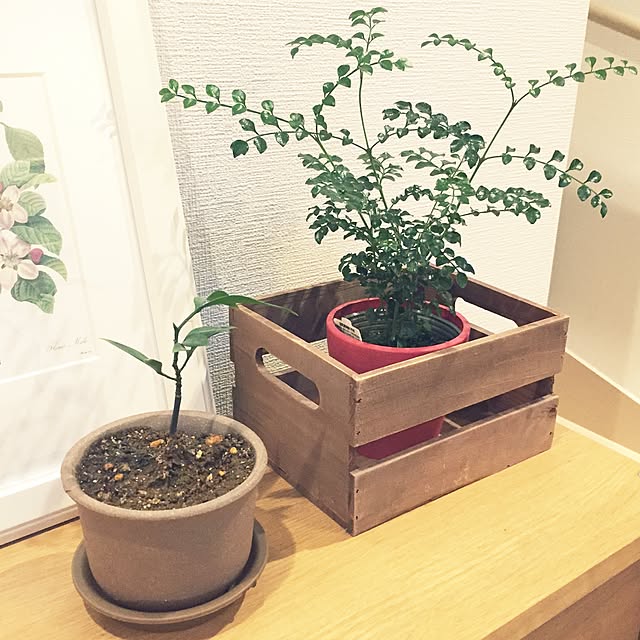 casvalさんの実例写真