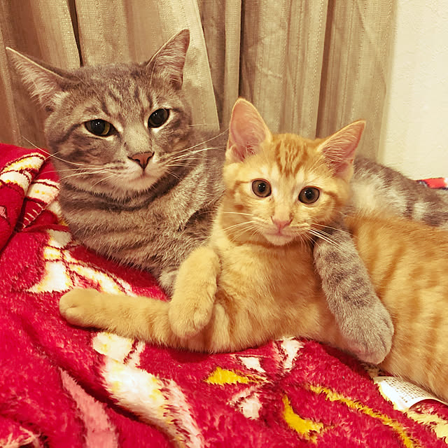 Pisaさんの実例写真