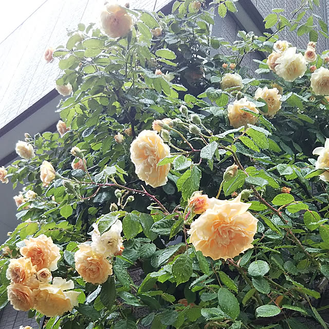 yum0408さんの実例写真