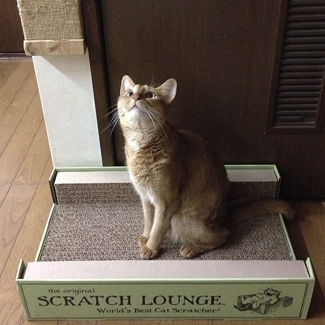 wadonnaさんの実例写真