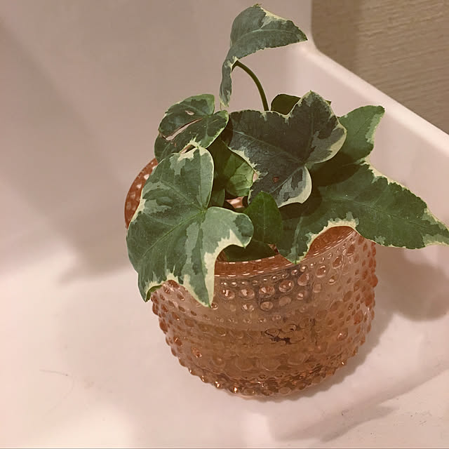 ringozakuraさんの実例写真