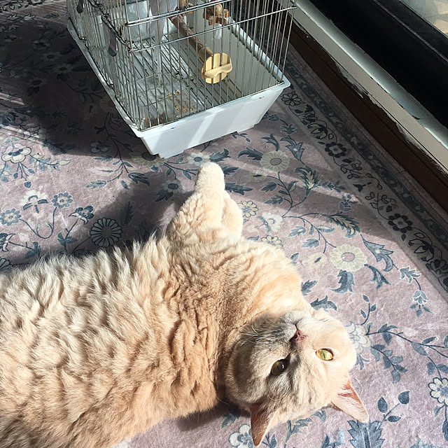 naokoさんの実例写真