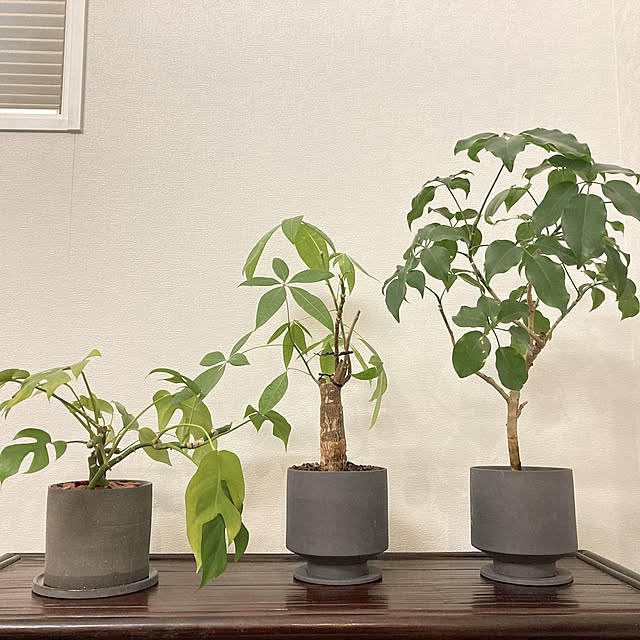 観葉植物 アクタス鉢カバーのおすすめ商品とおしゃれな実例