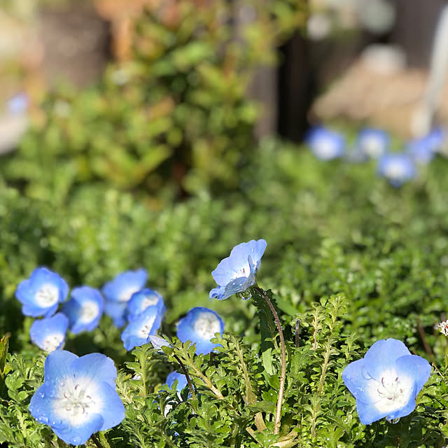 漆喰の壁/ネモフィラが好き/100株植えました/ネモフィラのブルー/ネモフィラ...などのインテリア実例 - 2020-03-29 22:43:24