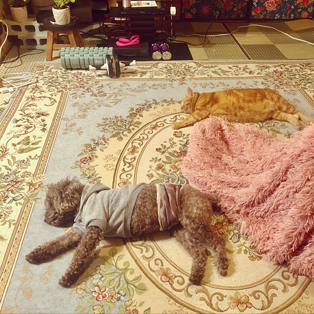 Shimizuさんの実例写真