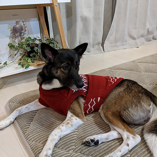 flannel.さんの実例写真