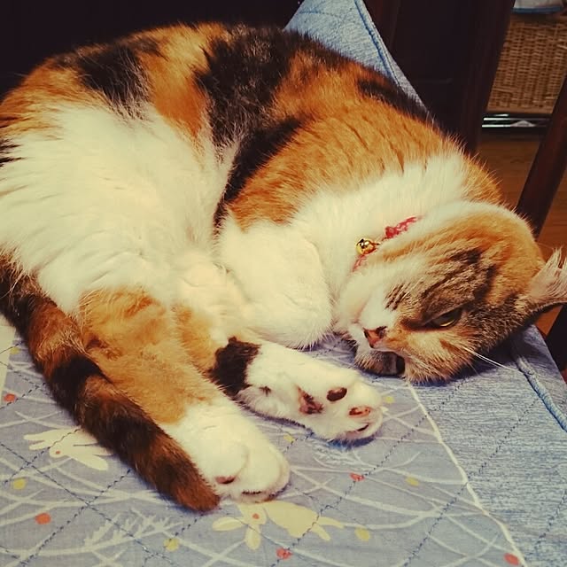 yukieさんの実例写真