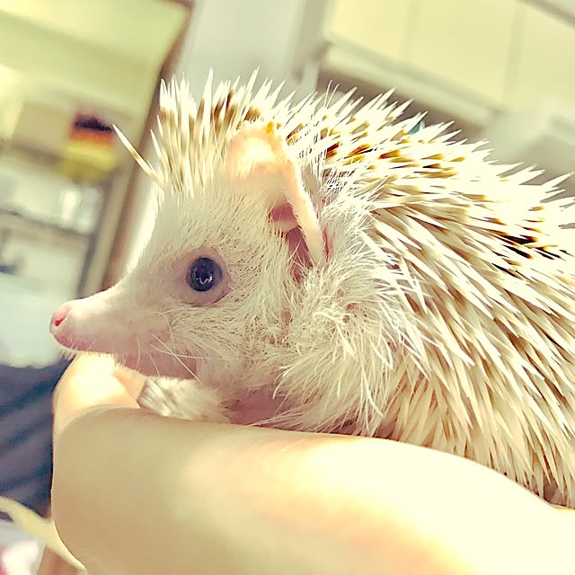 kOmgikOさんの実例写真