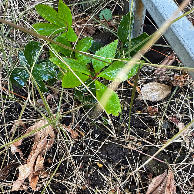 mamizaさんの部屋