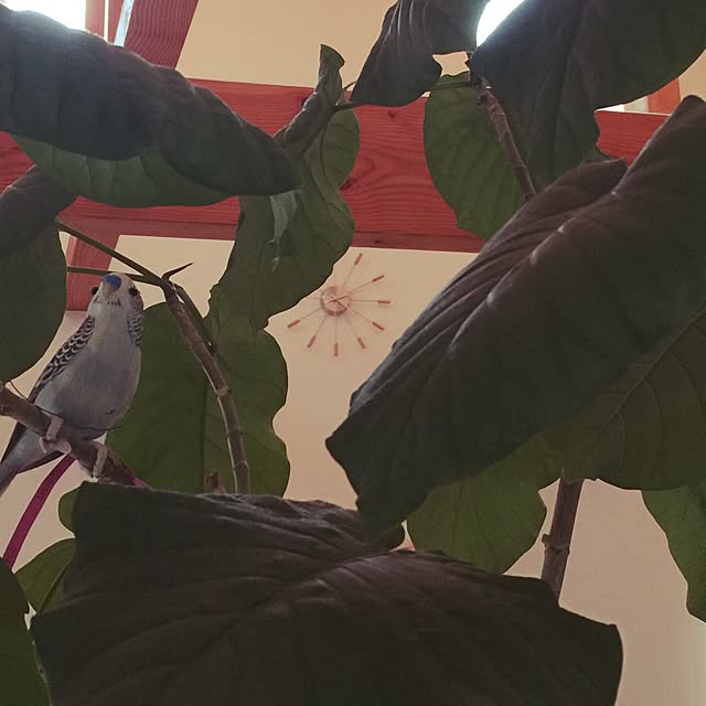 Riwaさんの実例写真