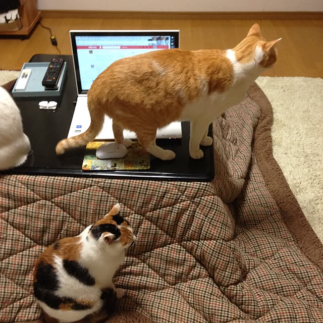 Kinanさんの実例写真