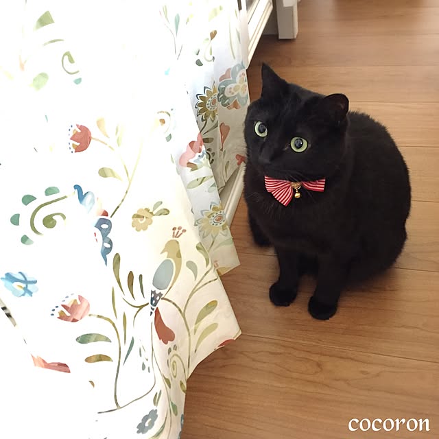 cocoronさんの実例写真