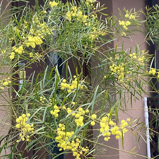 amiromikaさんの部屋