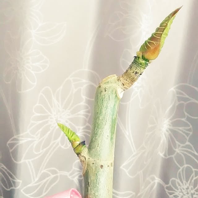 hirariさんの実例写真