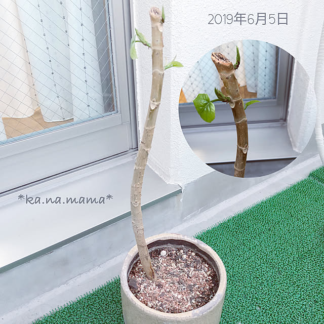 ka.na.mamaさんの実例写真