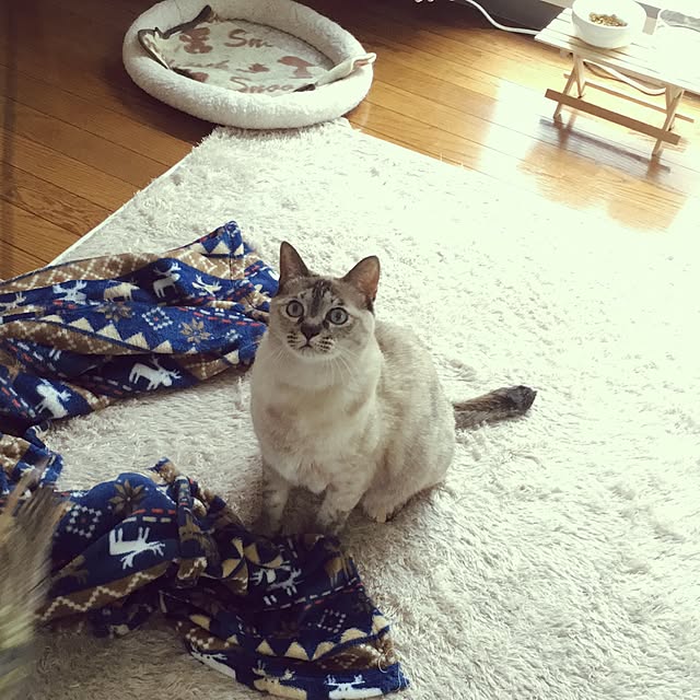 ciiimaiさんの実例写真