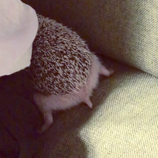 saokoさんの実例写真