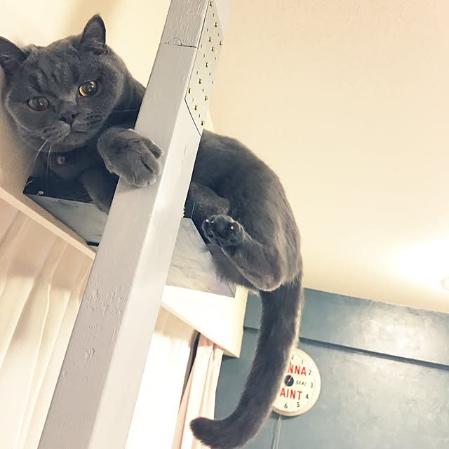 Shojiさんの実例写真