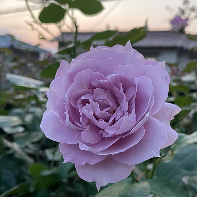 Bonnyさんの実例写真