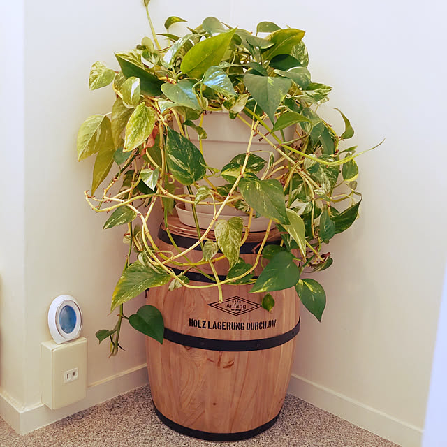 バス/トイレ/観葉植物のインテリア実例 - 2020-06-07 10:50:03