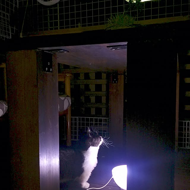 butachanさんの実例写真