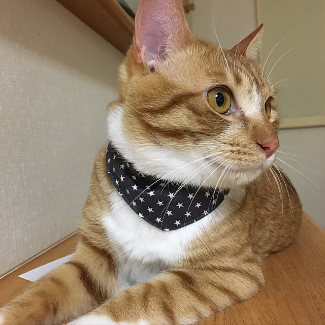 baronkotarouさんの実例写真
