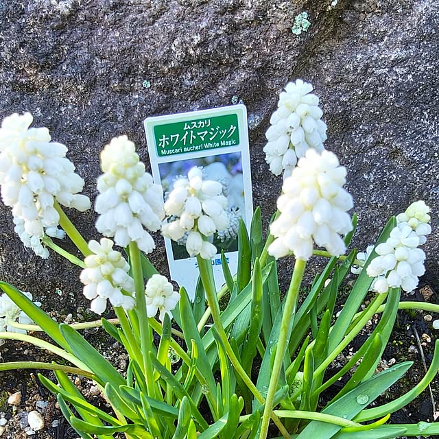 Rubiconさんの部屋