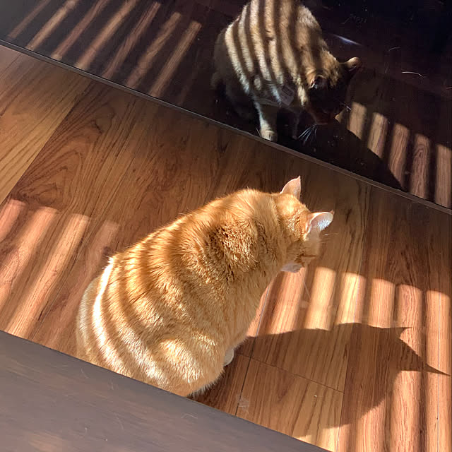mikeume7さんの実例写真