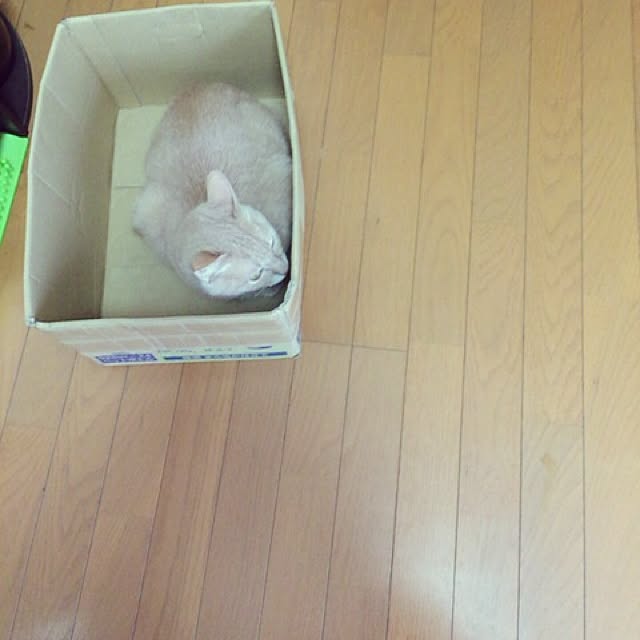mikan161さんの実例写真